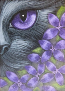 Minature - Cyra R Cancel "Black Cat Purple Flower"