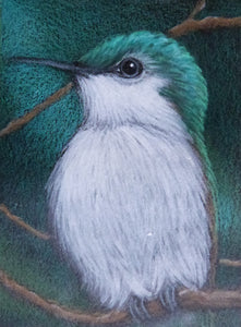 Minature - Cyra R Cancel "Green tailed hummingbird